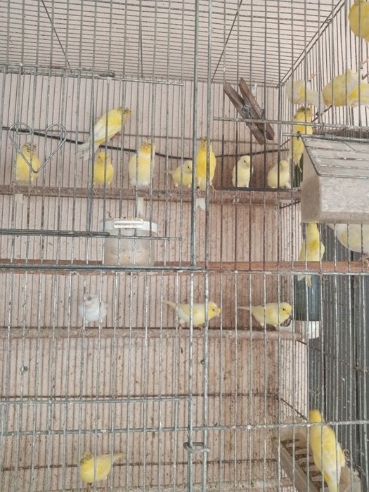 Canarios raça poulpa Alemanhão