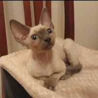 Piękny kocur Devon Rex