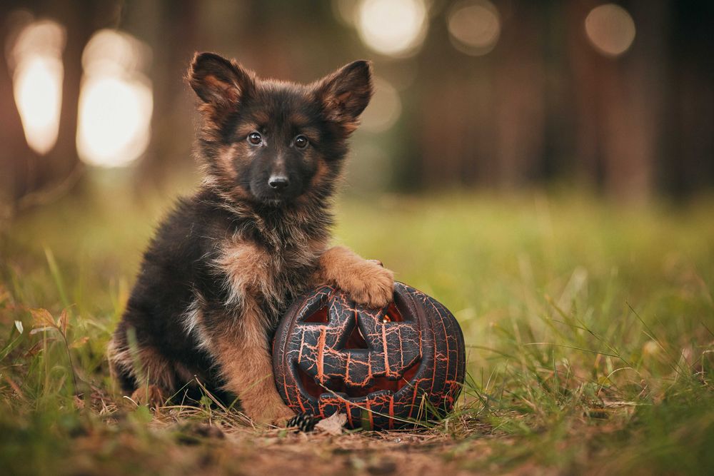 Owczarek niemiecki Owczarki niemieckie