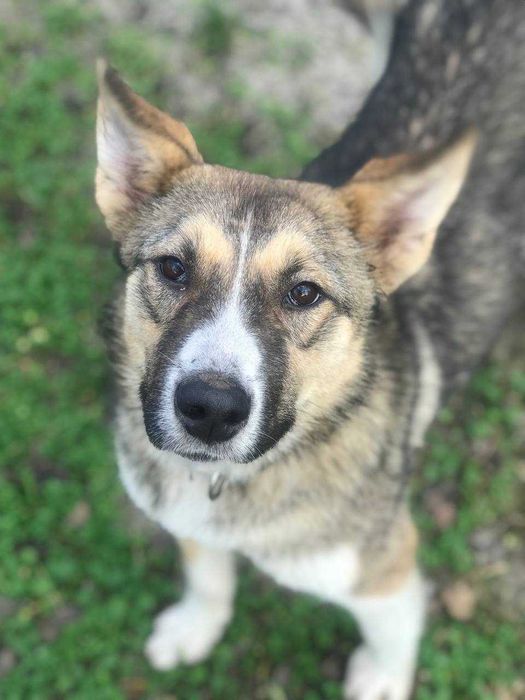 Лайка ищет дом семью девочка харьков щенок возраст 1 год хаски маламут