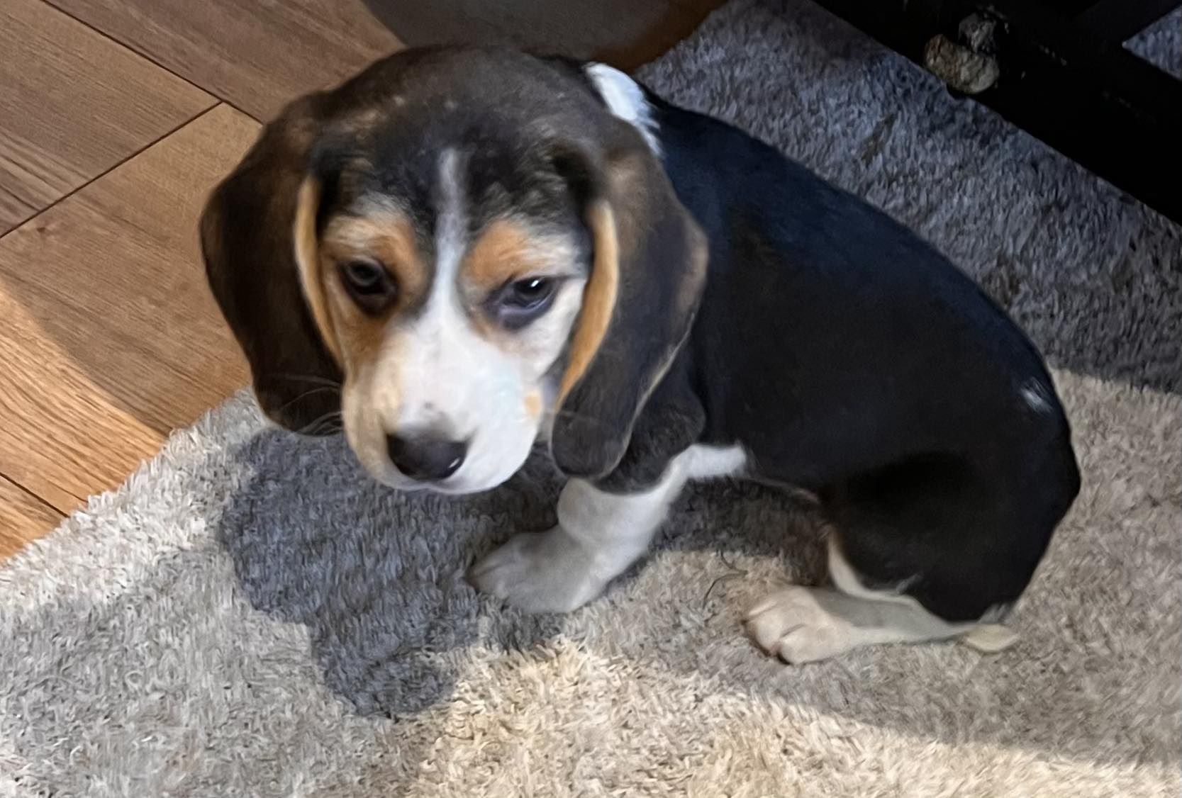 Beagle szczenię suczka