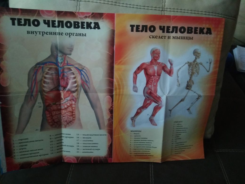 Книга "О теле человека"
