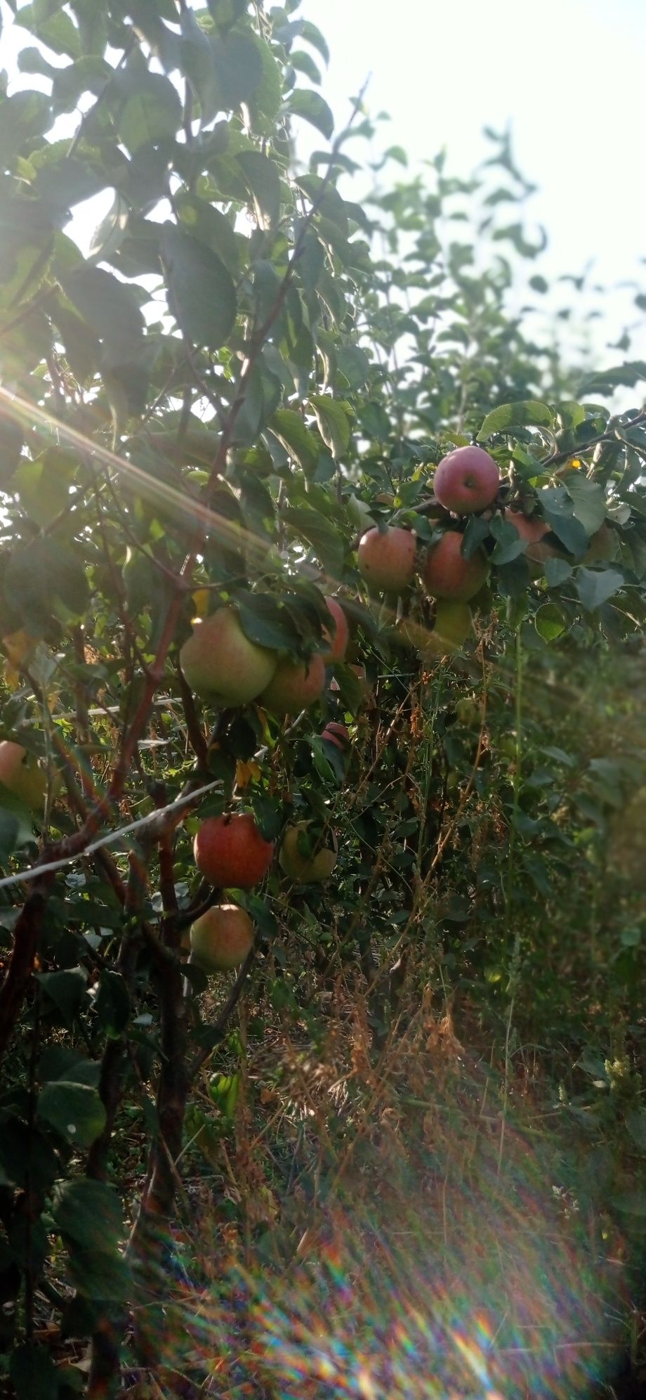 Продам саджанці яблуні