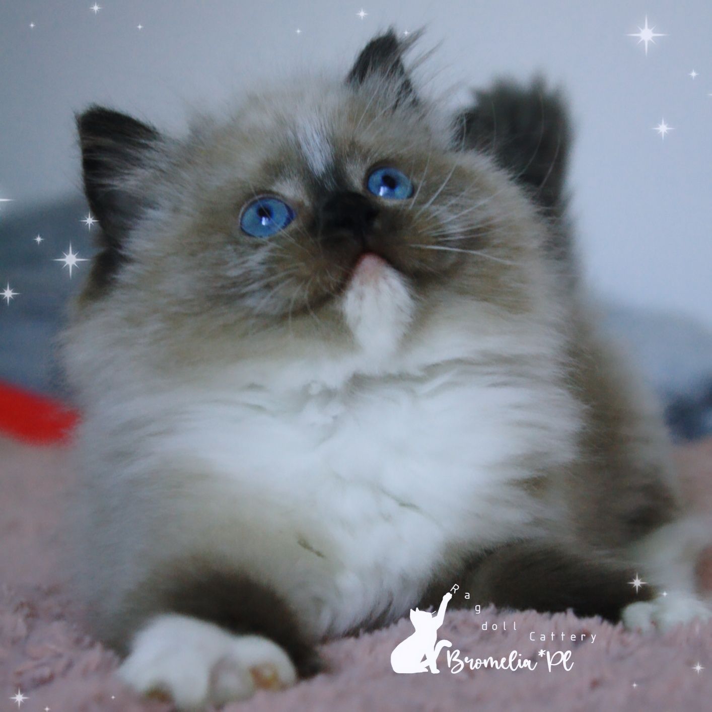 Ragdoll kotka seal mitted