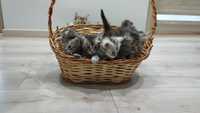kotki, słodkie kocięta Maine Coon, Rodowód