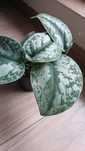 Scindapsus pictus trebie