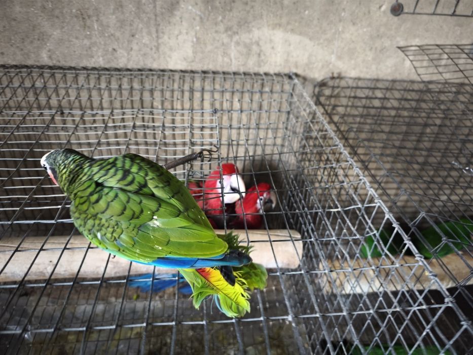 Papagaio Amazonas cubanos leucocephala para acabar de criar a mão