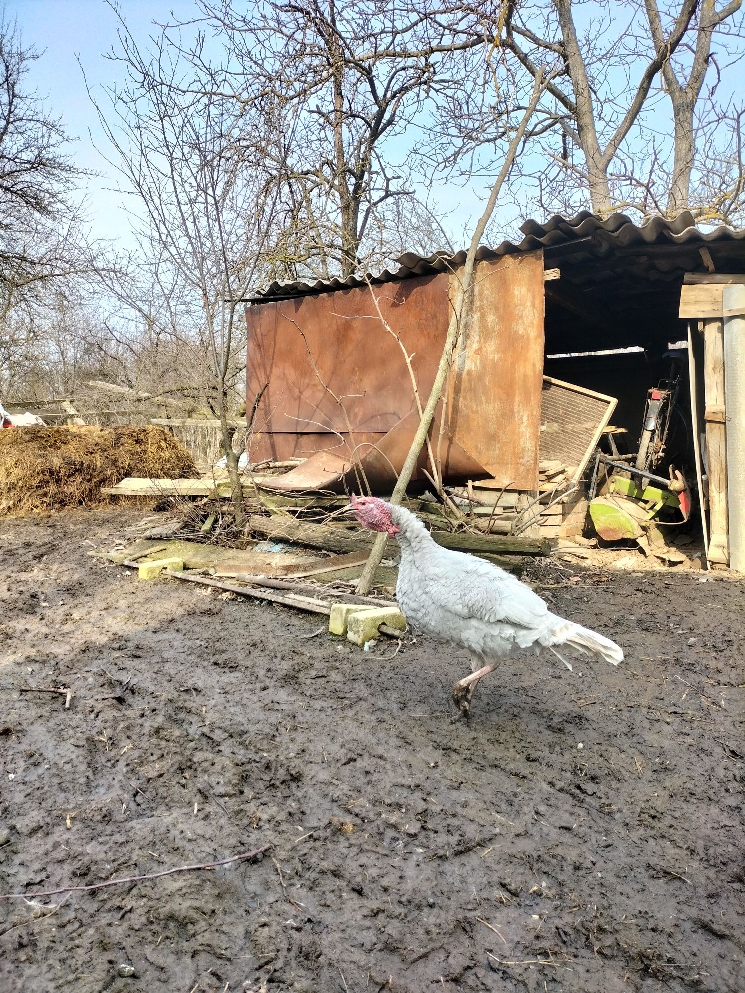 Індик , индюк голубий аспідний, голубой аспидый