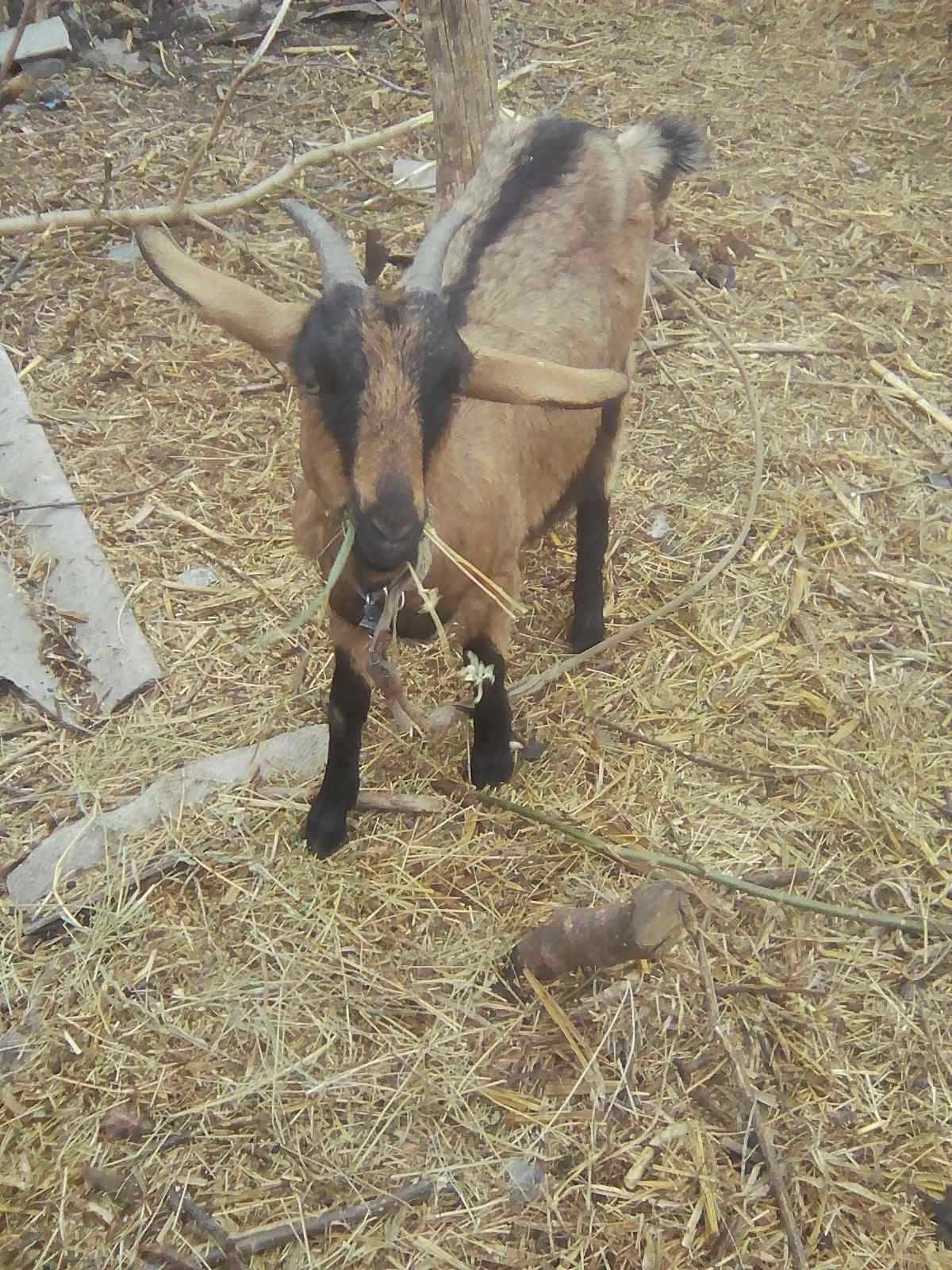 Продам козу англо-нубійської породи