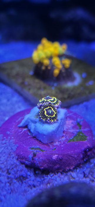 Zoanthus stratosphere