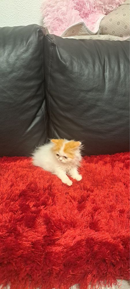 Gatinha persa linda