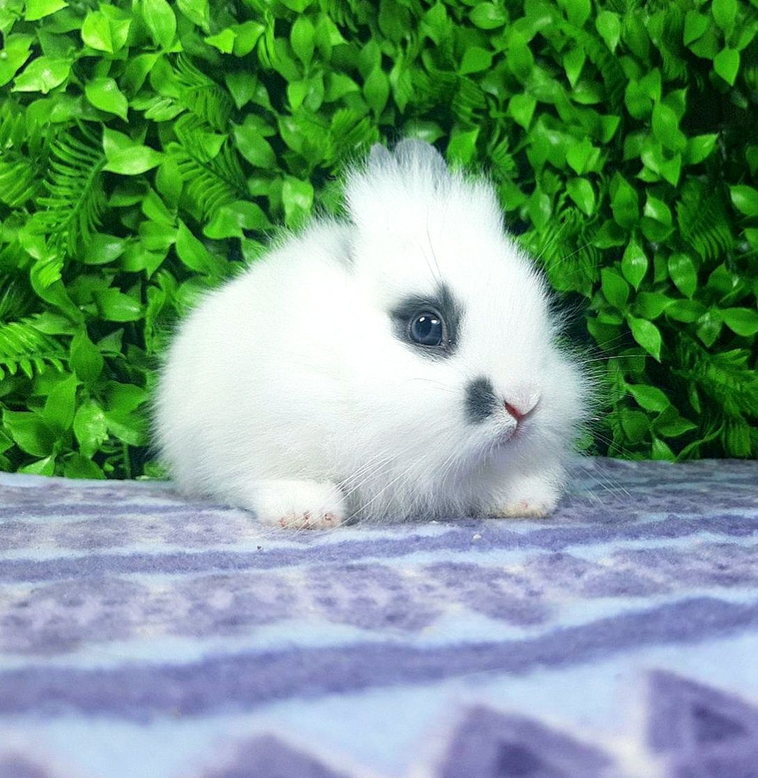 Карликовый мини кролик,міні кроленята,декоративные,декоративні