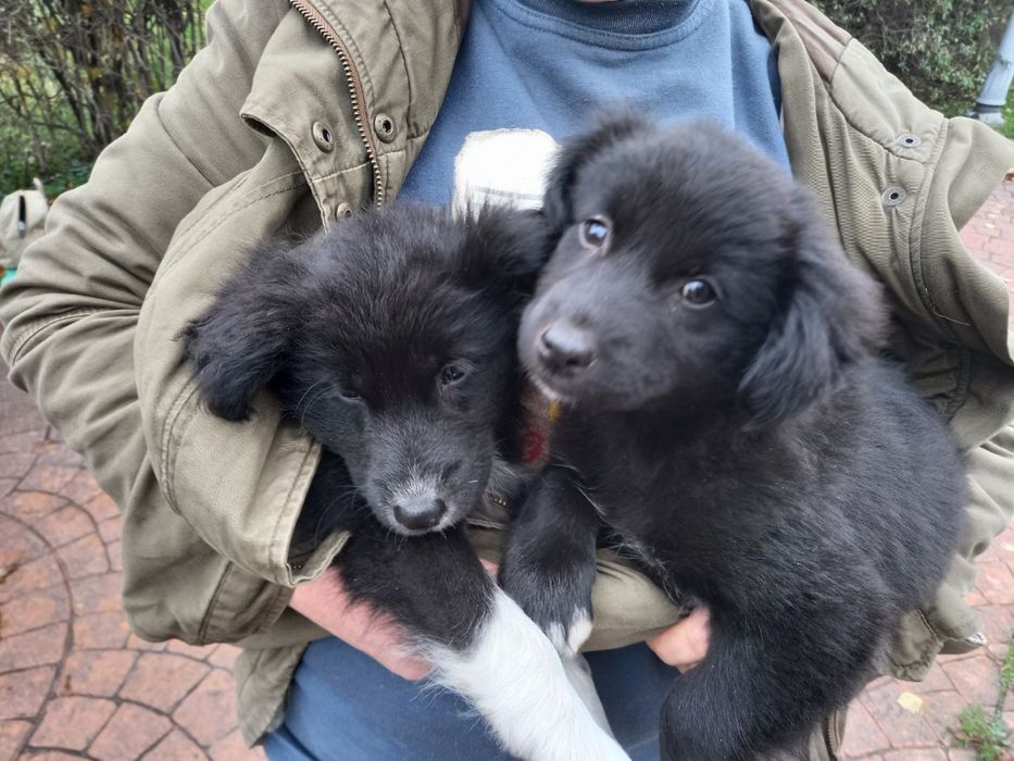 Шукаємо сімʼю для маленьких цуценяток (дівчатка)