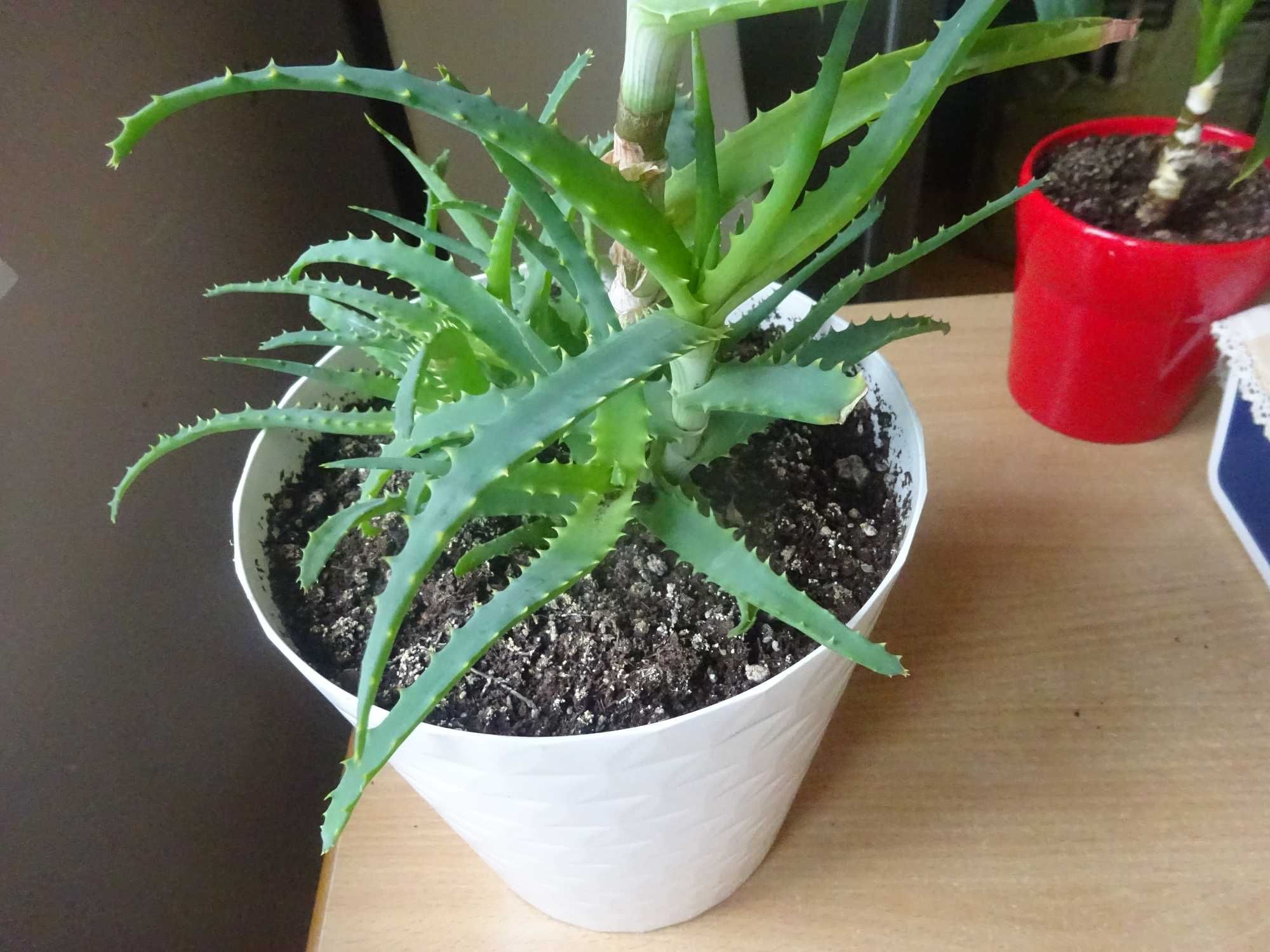 58 cm kwiat doniczkowy aloes ładny dorodny w doniczce
