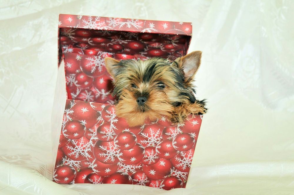 Цуценята йорк терʼєр