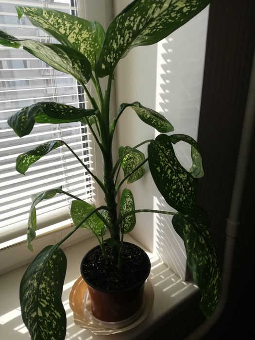 Кімнатна квітка діфенбахія