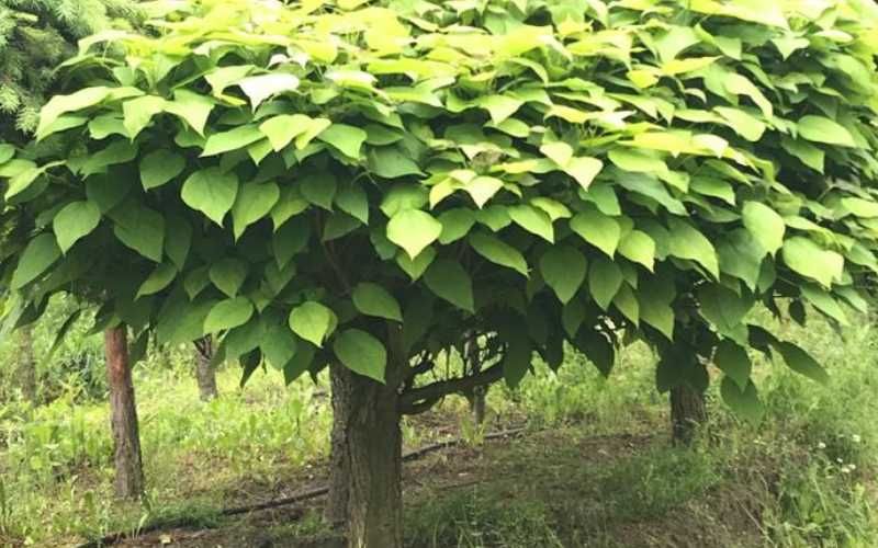 Drzewa ogrodowe: Surmia (katalpa) zwyczajna