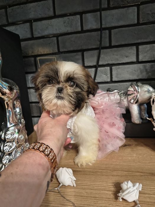 Shih-tzu miniaturka sunieczka  z legowiskiem i całą wyprawk