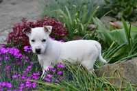 Suczka Szczeniak Jack Russell Terrier