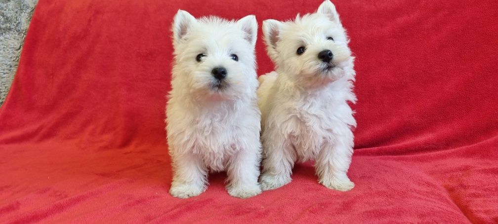 West Highland White Terrier - suczka