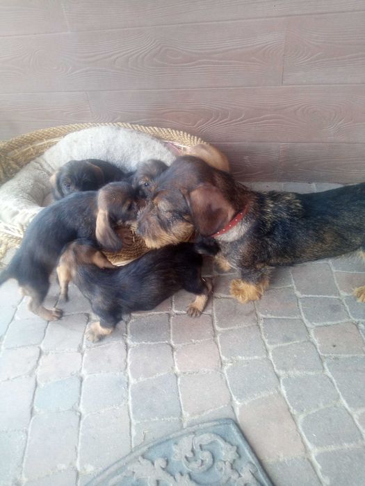 Jamnik szorstkowłosy miniatura