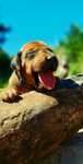 Szczeniak Rhodesian Ridgeback - Hodowla ZKwP/FCI