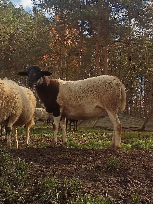 Продам баранів гиссар кросс допер  романівськіх