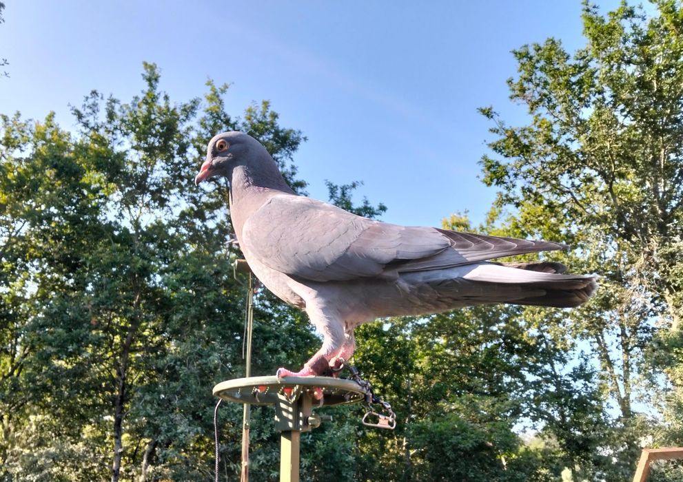 Pombos Negaça 

Italianos Lisos e Asa Branca, Gascognes, Nacionais de