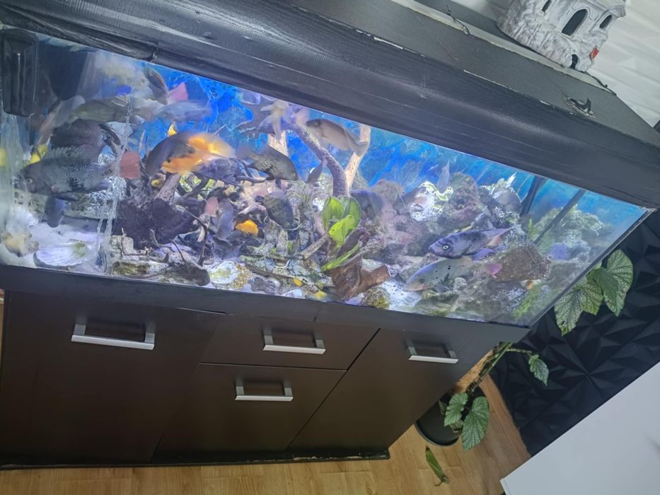 Akwarium 360 l z rybkami