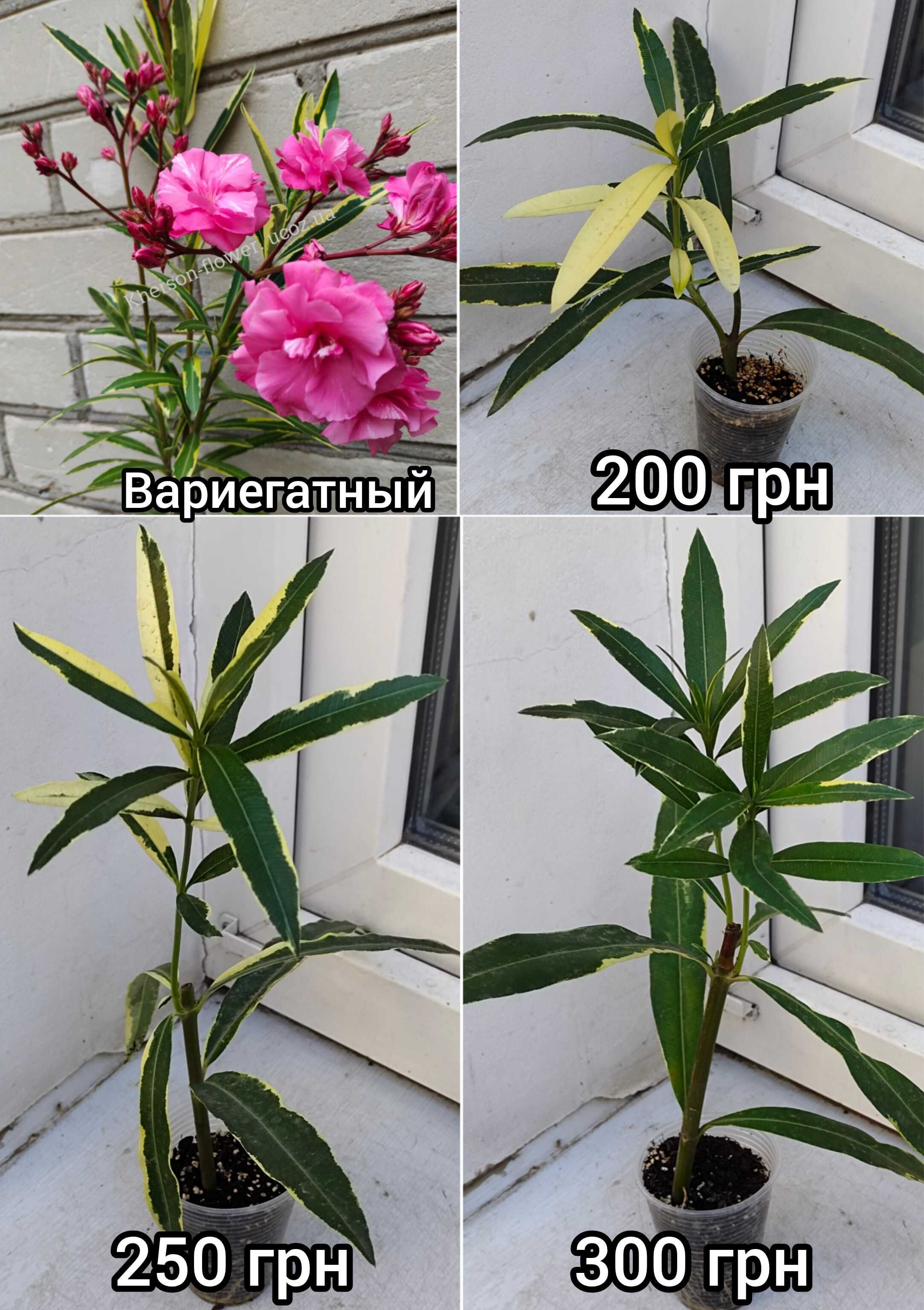 Коллекция махровых олеандров
