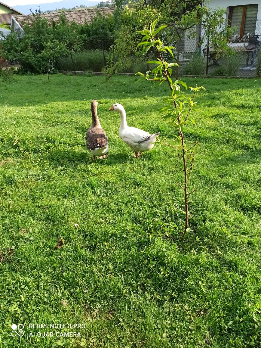 Gęsi zeszłoroczne i tegoroczne; biegusy