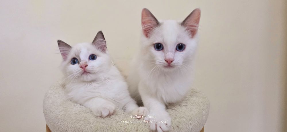 RAGDOLL Kocurki FPL od Ręki ( Hodowlany )