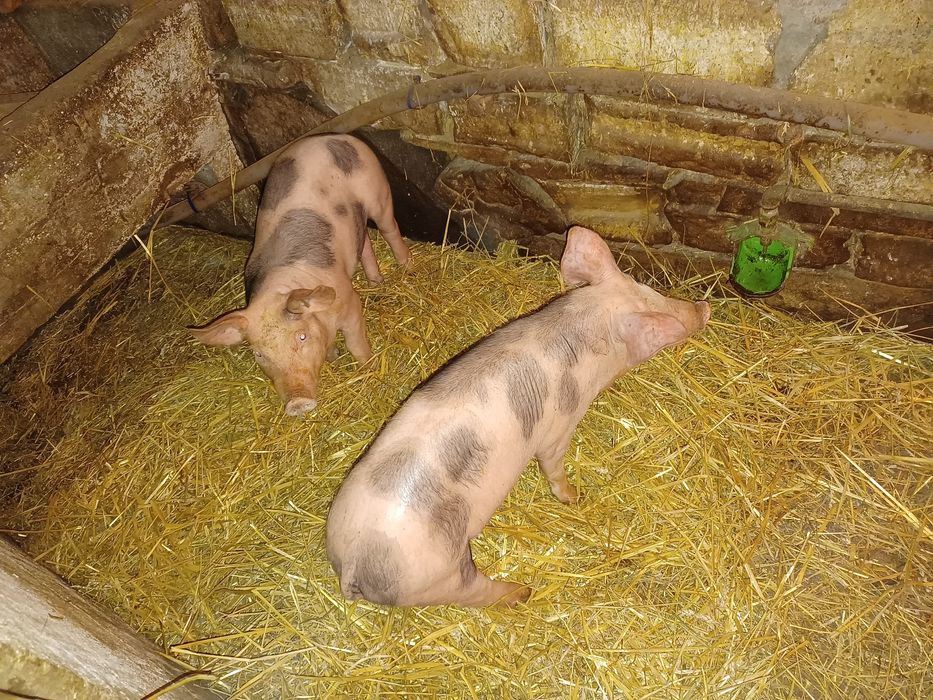 Prosięta mięsne waga ponad 30 kilo