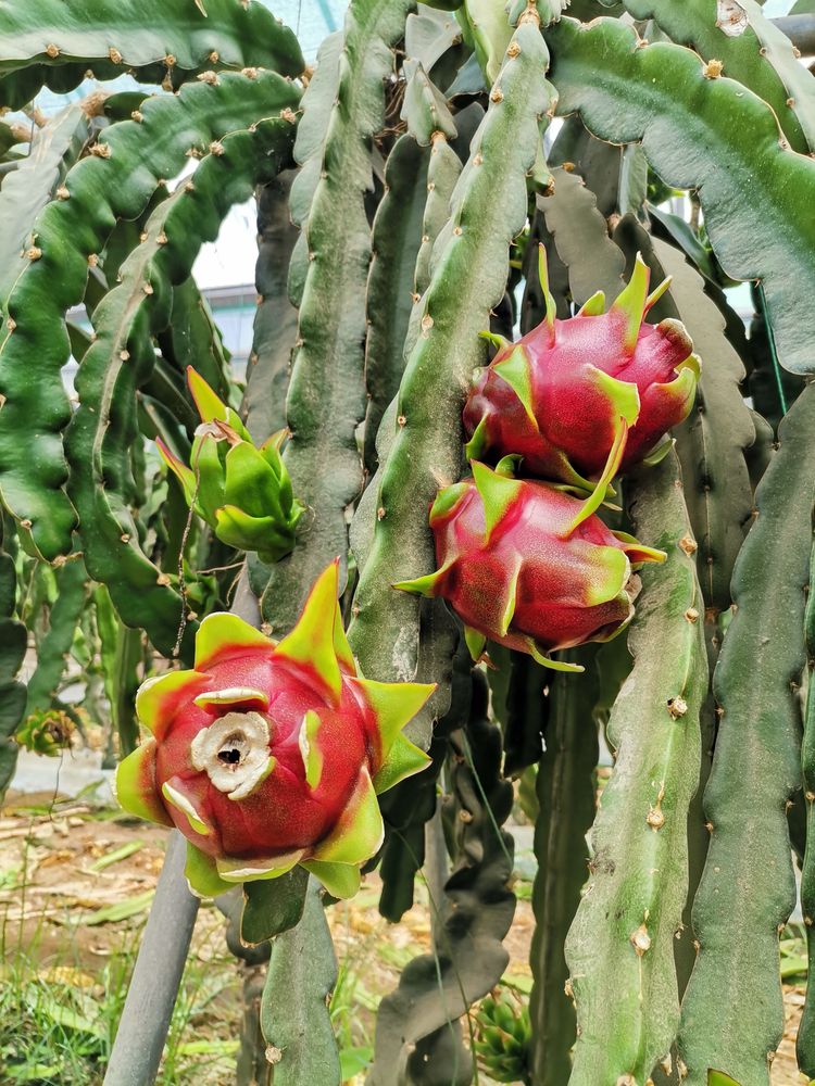 Pitaya Estacas (PROMOÇÃO)