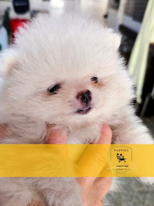 Alojamento canino raças pequenas