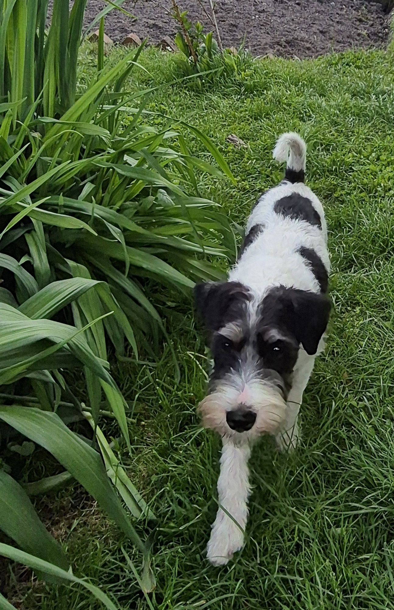 Parson Russell Terrier