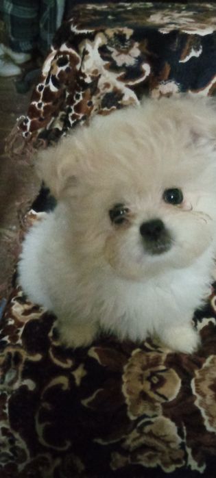 Продам мальтезе - мальтешпиц  мини щенков