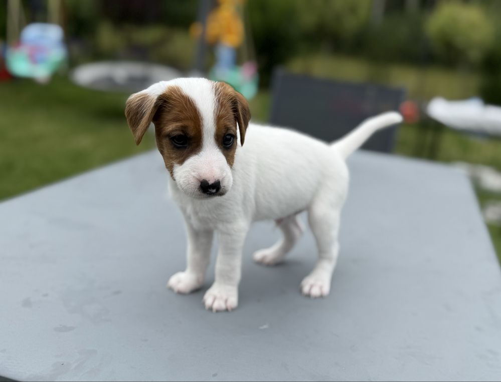 Parson Russell Terrier samiec do odbioru na początku sierpnia
