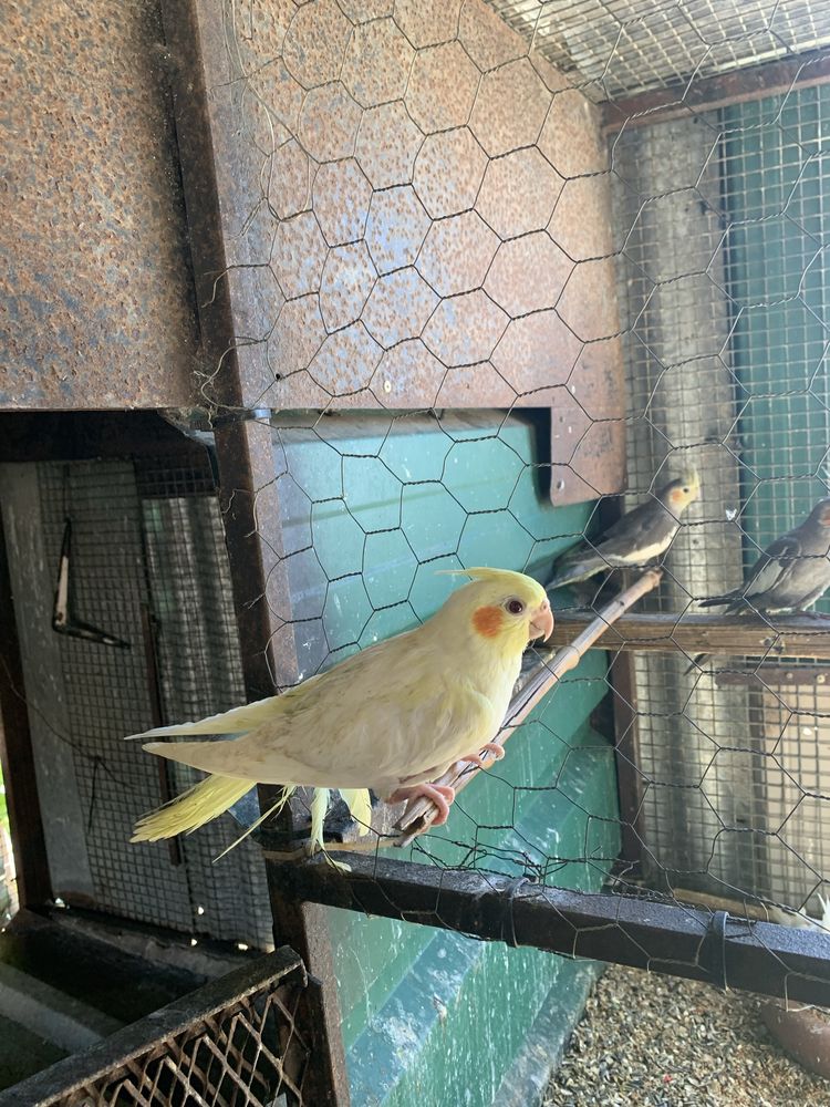 caturras bebes criadas a mão
