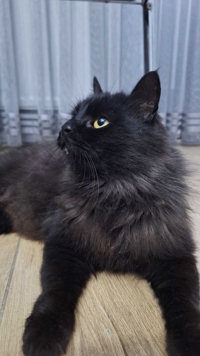 Знайдено чорну пухнасту кішку, домашня
