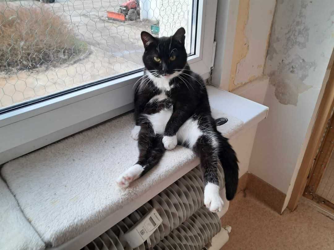 Kot Adi szuka domu