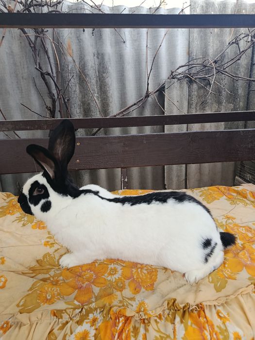 Продам кролі, кролики НСВ