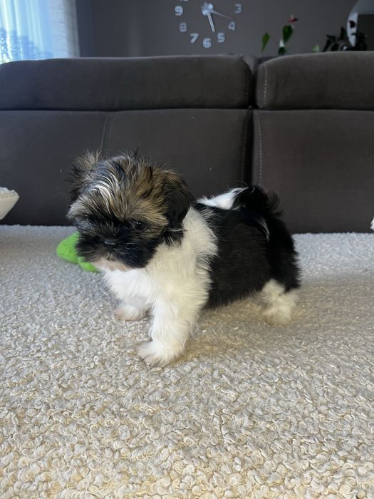 Suczka Shih Tzu Gotowa Do Odbioru