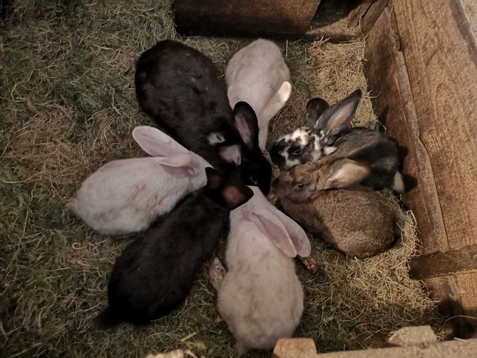 Króliki samice i samice z młodymi