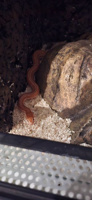 Wąż mahoniowy z terrarium lub bez terrarium