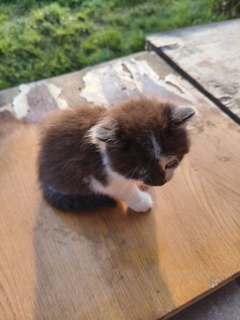 Віддам кошенят в добрі руки