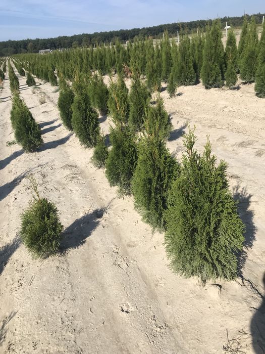 Tuja szmaragd 60-80cm