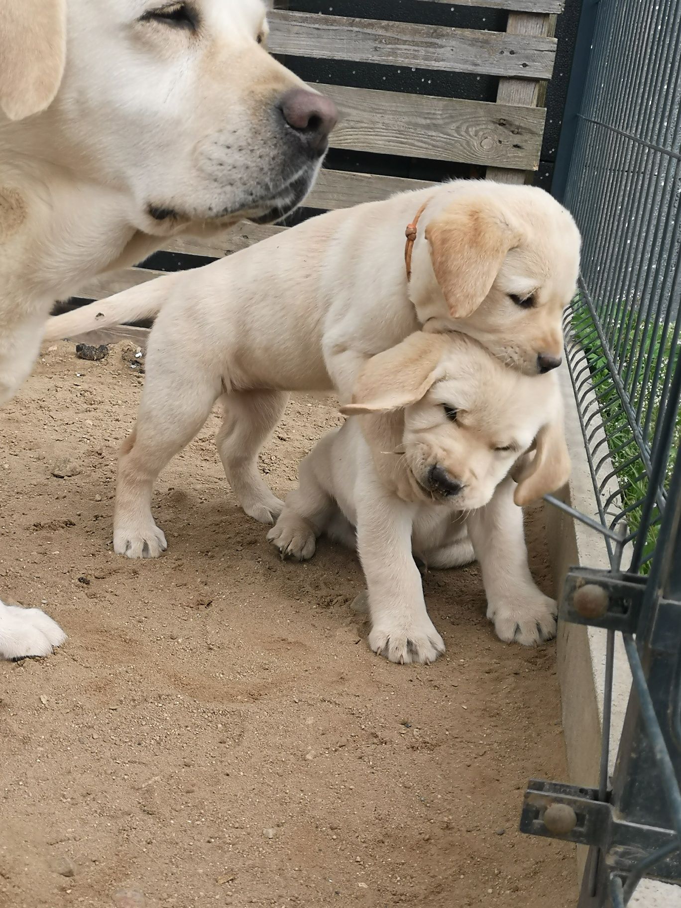 Labrador Retriever ZKwP FCI biszkoptowe