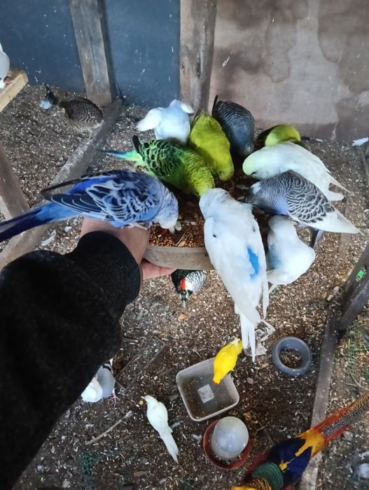 Papugi sprzedam ładne kolory