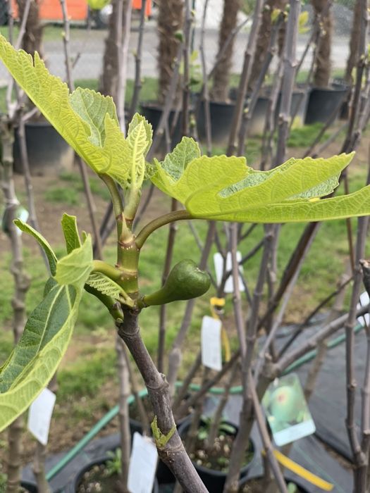 Figa w różnych odmianach